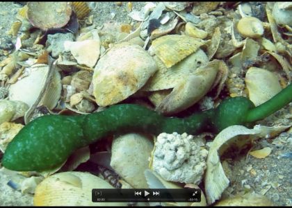 What on Earth is this Bizarre Underwater Creature GREEN SPOON WORM