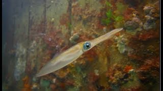 Calamari Squid Hunting for Shrimp