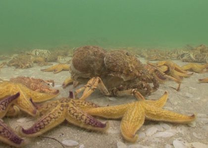 Spider Crabs V North Pacific Starfish