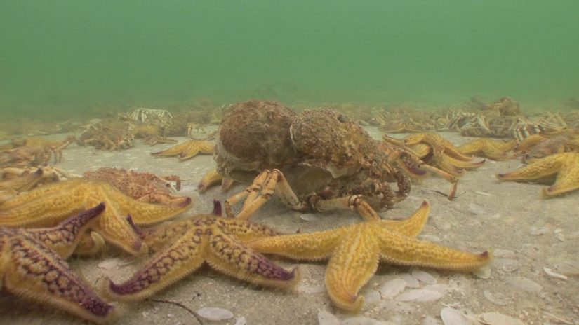 Spider Crabs V North Pacific Starfish