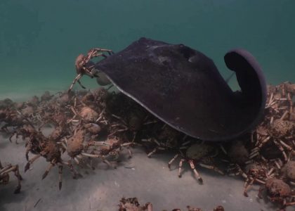 Sting Rays harassing crabs . A short story.