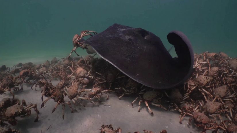 Sting Rays harassing crabs . A short story.