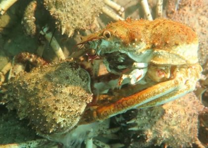 One Spider Crab Moulting Its Shell Amidst a Million