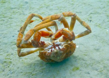 SOMEONE CALL THIS CRAB A TAXI Crazy Spider Crab Backrolls 20 times