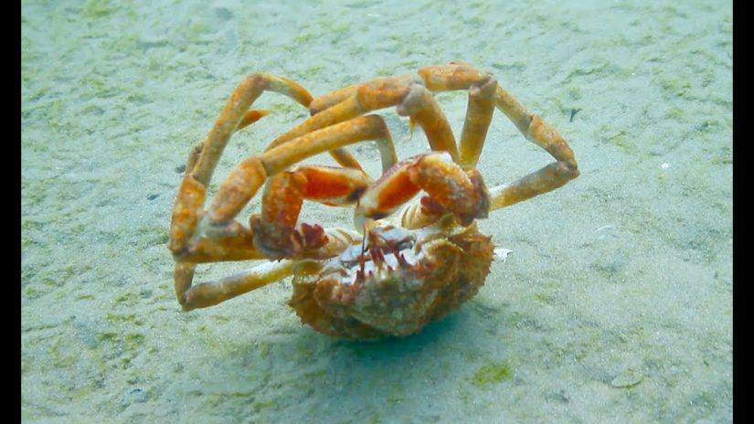 SOMEONE CALL THIS CRAB A TAXI Crazy Spider Crab Backrolls 20 times