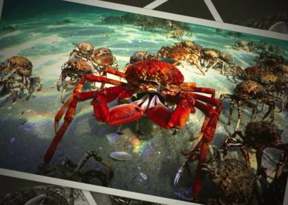 Spider Crab Photo scenarios.