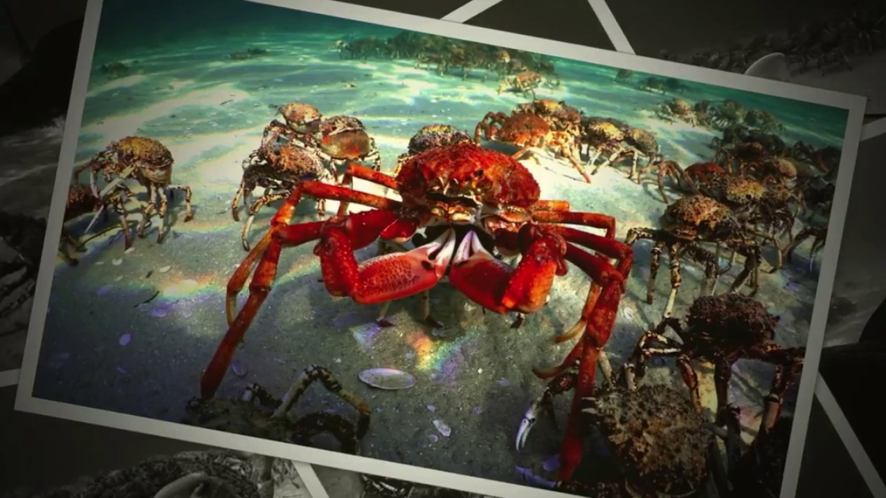 Spider Crab Photo scenarios.
