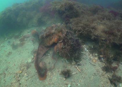 Octopus eats Crabs