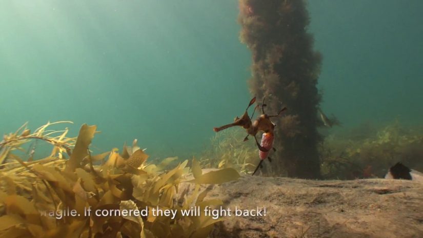 Weedy Sea Dragons fighting back.