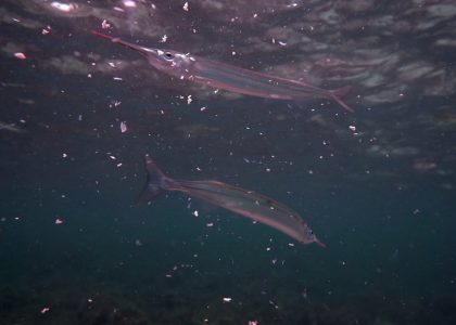 Garfish feeding