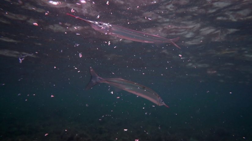 Garfish feeding