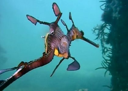 Weedy Sea Dragons seen with problems around Flinders Jetty