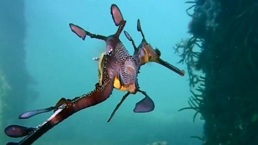 Weedy Sea Dragons seen with problems around Flinders Jetty