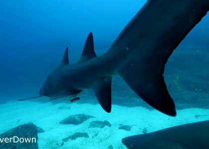 Grey Nurse Sharks