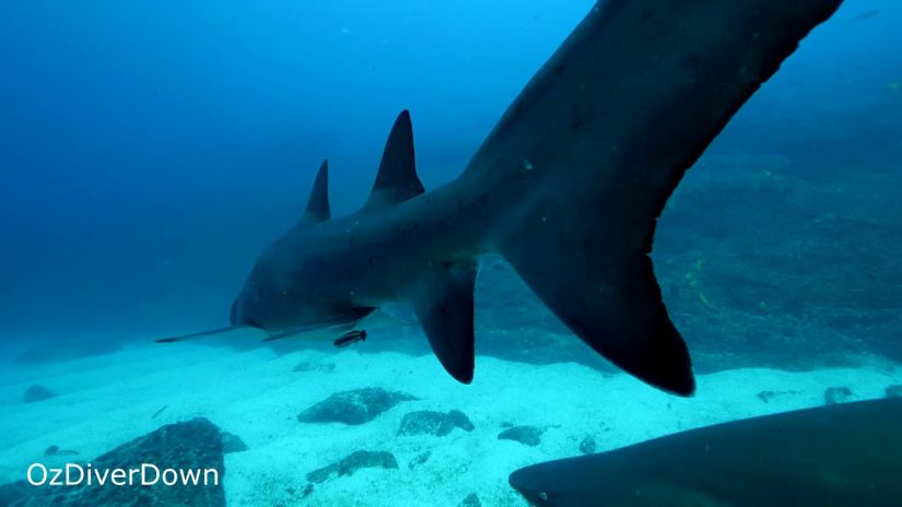 Grey Nurse Sharks